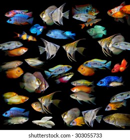 Aquarium Fishes Stock Photo 303055733 | Shutterstock