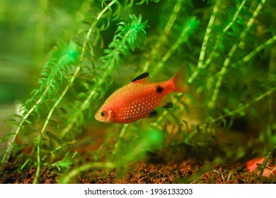 Aquarium Freshwater Fish Swimming Underwater           