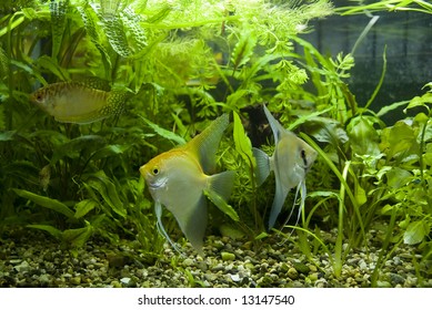 aquarium inhabitants