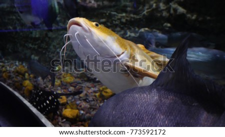 Aquarium with large variety of fish. Beautiful fish in the aquarium at the national zoo in Dubai