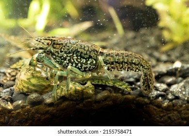 Aquarium Marble Crayfish. Procarambus Virginalis