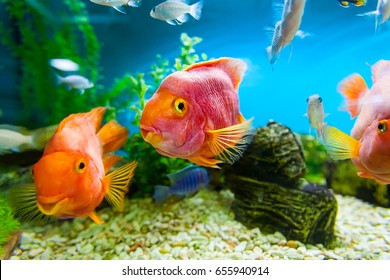 Aquarium With Ocean Fishes. There Are Three Big Red Fish In The Frame. The Colors Are Blue, Red, Green, White