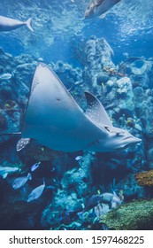 Aquarium Of The Pacific In Long Beach, California