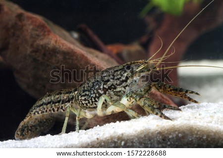 Aquarium pet marbled crayfish, Procambarus fallax forma virginalis in the pond