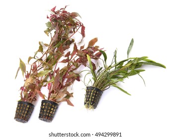 Aquarium Plant In Front Of White Background