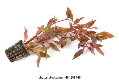 Aquarium Plant In Front Of White Background