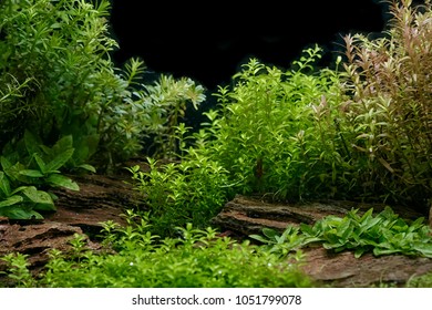 Aquarium Plants Decoration, Aquatic Fern And Aquarium Plant Growth In Aquarium Tank. 