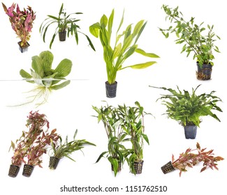 Aquarium Plants In Front Of White Background