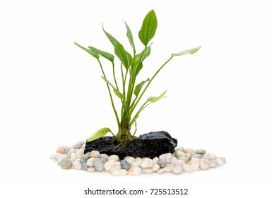 Aquarium Plants On Small Driftwood With Rocks