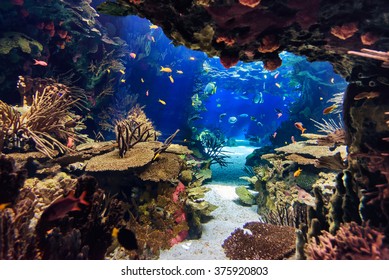 Aquarium with plants and tropical colorful fishes