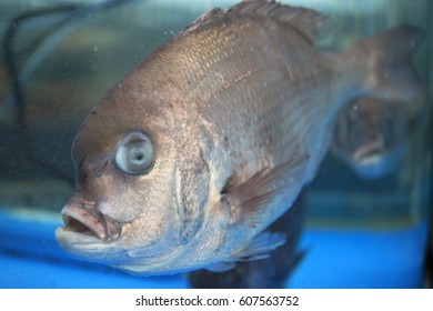 Aquarium Red Tilefish
