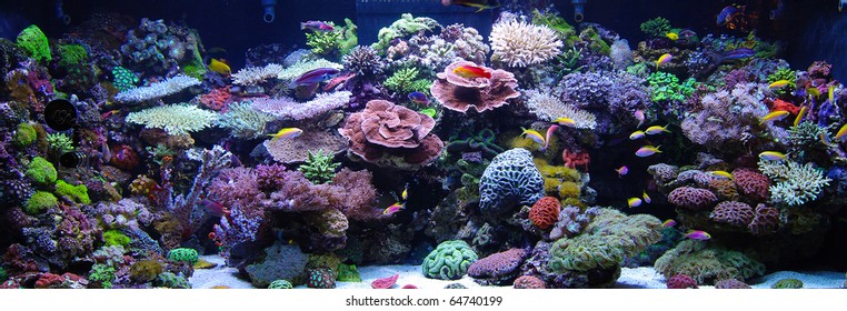 Aquarium Reef