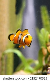 Aquarium With Saltwater Clown Fish