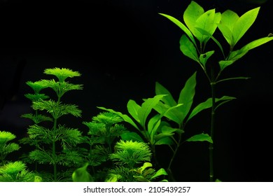 Aquarium science. Aquarium plants. Hygrophila corymbosa, lemongrass bright green aquarium plant that creates dense thickets under water in the background of a tropical aquarium. Aquascape.