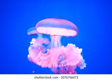 Aquarium Sea Jelly Swirl. Swirling In Water. Aqua Nature Background. Neon And Fluorescent Medusa. Jellyfish Isolated On Blue Background. Underwater Life.