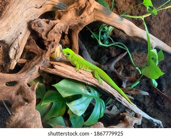 Aquarium Shinagawa Japan Green Animal