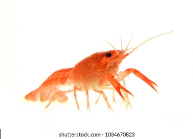 Aquarium Shrimp White Background