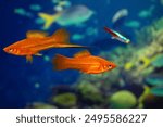 Aquarium swordtail fish swims in a home aquarium. The fish is red. Xiphophorus-Latin name