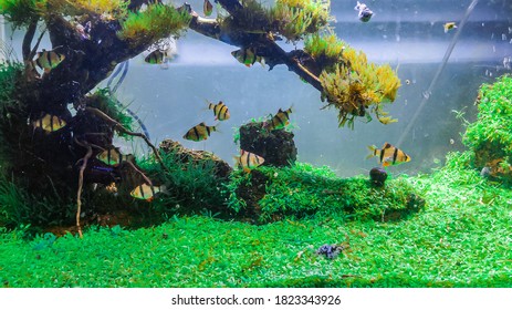 344 Setting aquarium Images, Stock Photos & Vectors | Shutterstock