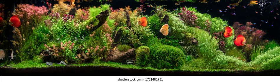 Aquarium with tropical fish jungle landscape with nature forest design and aquarium tank with variety plants fish drift wood rock and waterfall