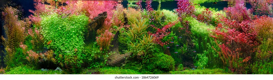 Aquarium with tropical fish jungle landscape with nature forest design tank with variety plants fish drift wood rock stone, underwater landscape with a variety of aquatic plants inside. 