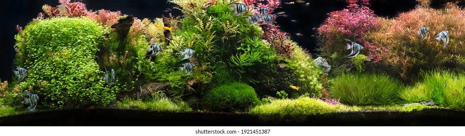 Aquarium with tropical fish jungle landscape with nature forest design tank with variety plants fish drift wood rock stone, underwater landscape with a variety of aquatic plants inside. 
