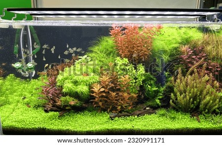 Aquarium with tropical fish jungle landscape with nature forest design tank with variety plants fish drift wood rock stone, underwater landscape with a variety of aquatic plants inside.