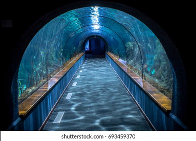 Aquarium Tunnel In The Loro Parque, Tenerife