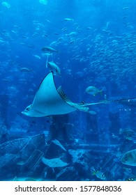 Aquarium With A Variety Of Fish In Atlantis, Dubai