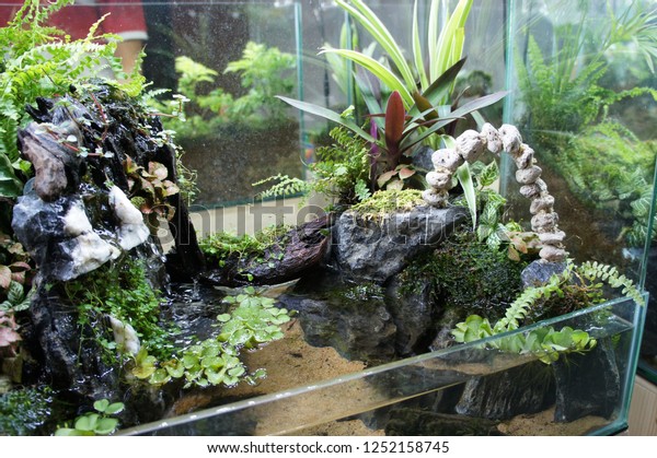 Aquascape Design Small Glass Aquarium Displayed Stock Photo Edit Now 1252158745