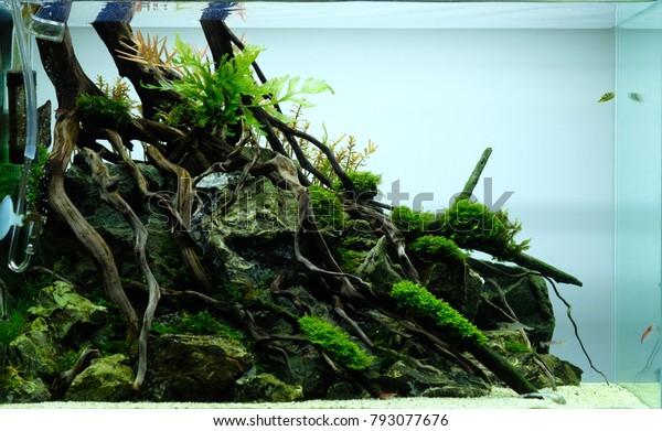 Aquascape Forest Style Stock Photo Edit Now 793077676