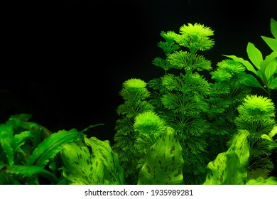 Aquascape. Kabomba Fluffy Bright Green Aquarium Plant That Creates Dense Thickets Under Water In The Background Of A Tropical Aquarium. Copy Space. Close-up. Photo Of Aquarium Plants. Space For Text.