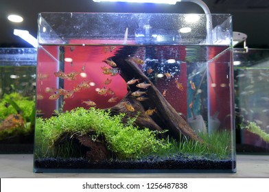 43 Koleksi Aquarium Design Group HD Terbaru