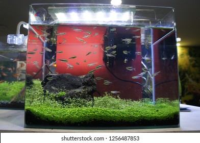 660+ Aquarium Design Group.com Gratis Terbaik