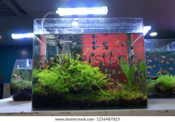 660+ Aquarium Design Group.com Gratis Terbaik