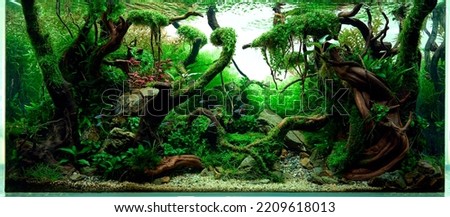 Aquascaped freshwater aquarium with neon fish, live plants, Frodo stones and Redmoor roots. Jungle style aquascape. Microsorum Trident, various rotalas, anubias, moss.