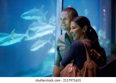 Aquatic affection. Shot of a young couple looking at the fish in an aquarium. - Powered by Shutterstock