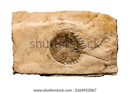 Aquatic animal fossil, Mesolimulus Walchi or Horseshoe Crab Fossil impint in stone isolated on a white background