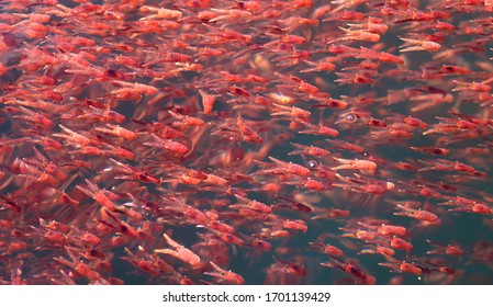 Aquatic animals creature mess group of many small red lobster krill swarm live in sea water  - Shutterstock ID 1701139429