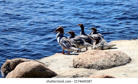 Aquatic Birds On The Pier