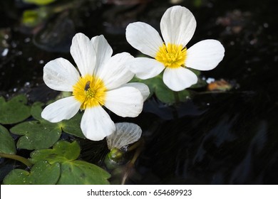 Aquatic Buttercup, Ranunculus Aquatilis