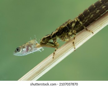 Aquatic dragonfly nymph (or naiad) (Epiprocta species) clinging to an underwater stick and eating a 3-spined stickleback fish (Gasterosteus aculeatus) it captured