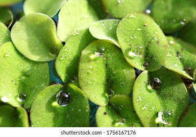 Aquatic Fern Green Background. Macro Photography.