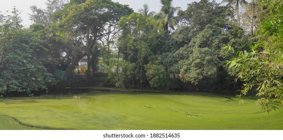 Aquatic Fern Growth In Sweet Water Pond