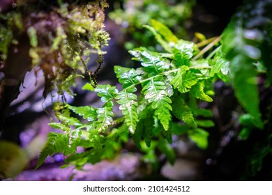 Aquatic Fern Like Plants In The Sea