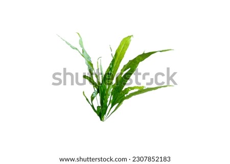 Aquatic fern (microsorum pteropus – narrow) isolated on white background