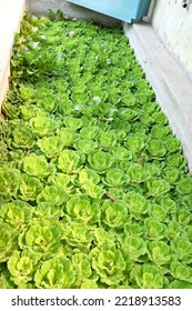 Aquatic Freshwater Plant Called Water Lettuce Or Water Cabbage  With Its Scientific Name Pistia Stratiotes In A Small Pond Above Water