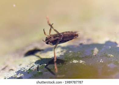 Aquatic Insect Hemiptera Notonecta Glauca Close-up Swimming
