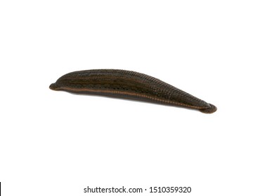 1 667 Leech Sucking Blood Images Stock Photos Vectors Shutterstock   Aquatic Leech Sucking Blood On 260nw 1510359320 