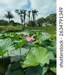 Aquatic Lotus flowering plants with large green leaves at pond  with sky background.Other common name Sacred lotus, Indian lotus, Asian lotus, Padma, komol etc. photo shoot in Bangladesh in 2025.